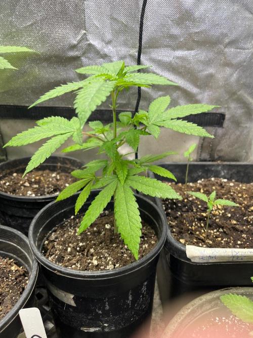 Homegrown Cannabis Co RESTART. Week 6