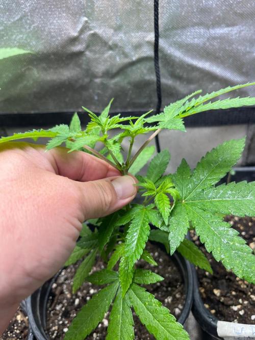 Homegrown Cannabis Co RESTART. Week 6