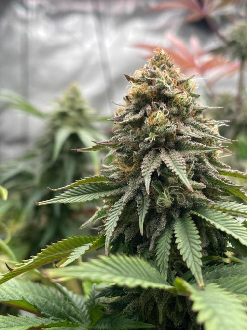 Kannabia OreoZ outdoor/indoor. Week 13