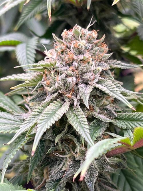 Kannabia OreoZ outdoor/indoor. Week 13