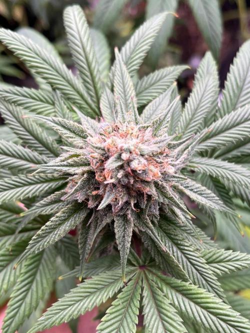 Kannabia OreoZ outdoor/indoor. Week 13