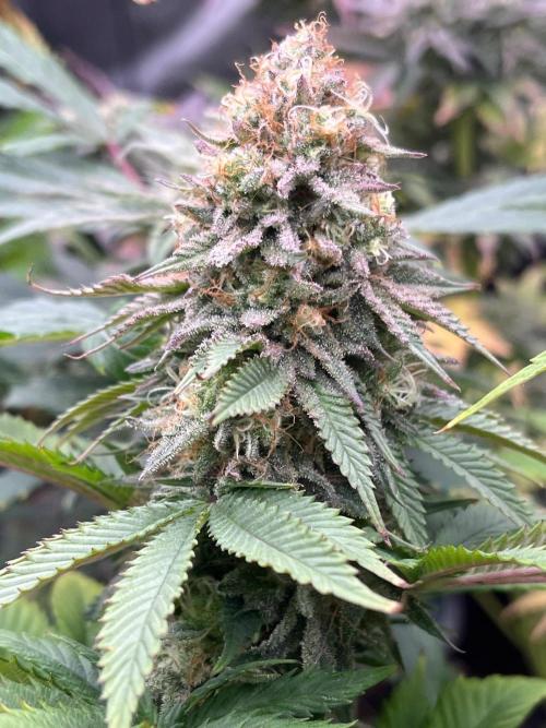 Kannabia OreoZ outdoor/indoor. Week 13