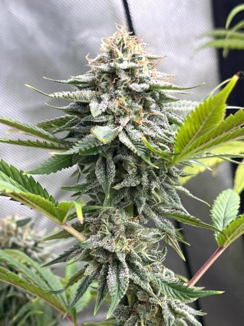 Kannabia OreoZ outdoor/indoor. Week 13