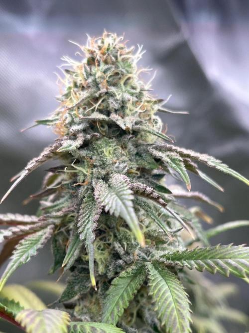 Kannabia OreoZ outdoor/indoor. Week 13
