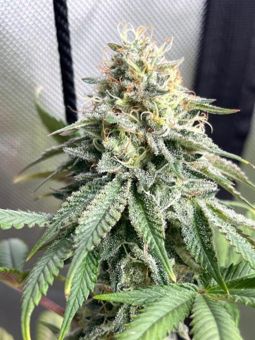 Kannabia OreoZ outdoor/indoor. Week 13