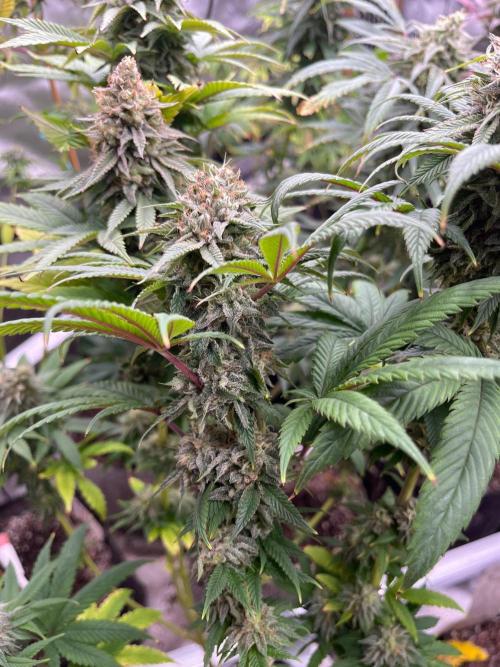 Kannabia OreoZ outdoor/indoor. Week 13