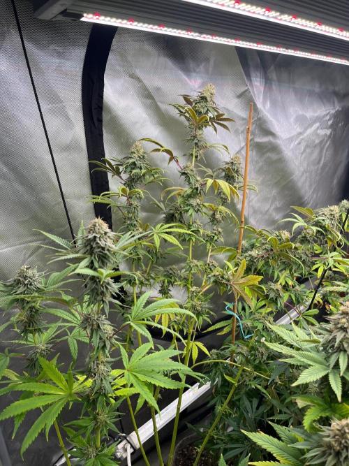 Kannabia OreoZ outdoor/indoor. Week 13