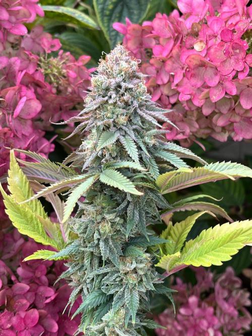 Kannabia OreoZ outdoor/indoor. Week 14