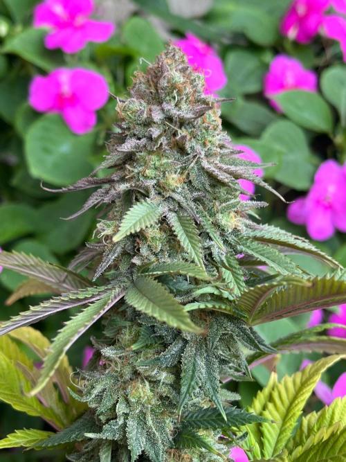 Kannabia OreoZ outdoor/indoor. Week 14