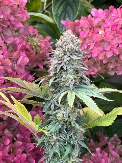 Kannabia OreoZ outdoor/indoor. Week 14