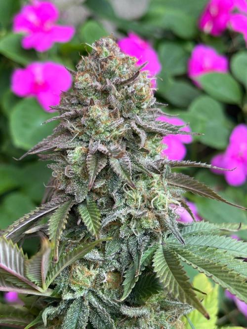 Kannabia OreoZ outdoor/indoor. Week 14