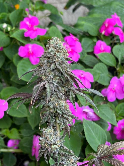 Kannabia OreoZ outdoor/indoor. Week 14