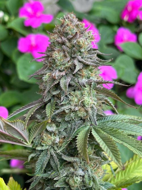 Kannabia OreoZ outdoor/indoor. Week 14