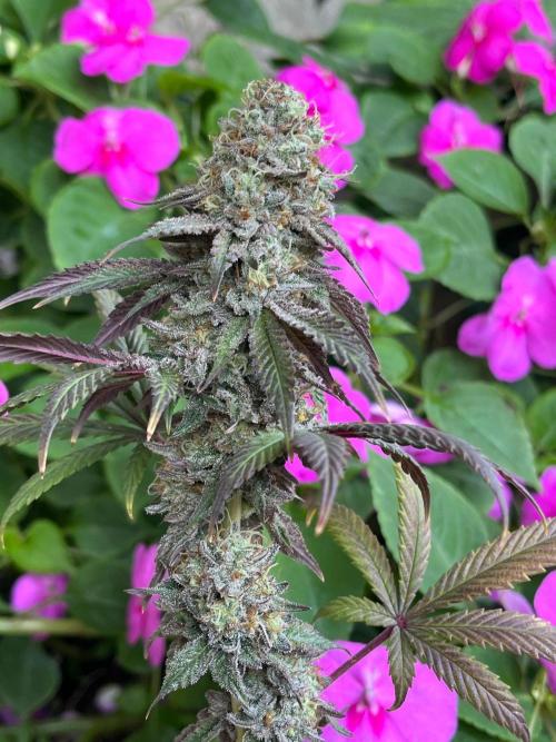 Kannabia OreoZ outdoor/indoor. Week 14