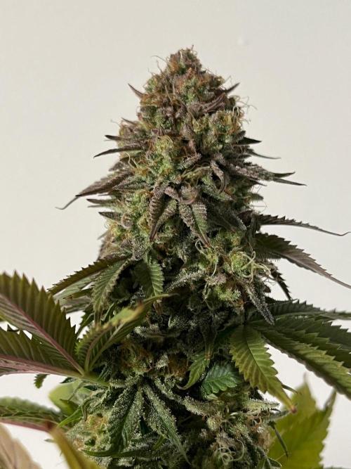 Kannabia OreoZ outdoor/indoor. Week 14