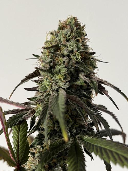 Kannabia OreoZ outdoor/indoor. Week 14