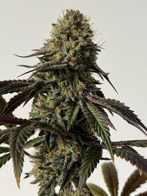Kannabia OreoZ outdoor/indoor. Week 14