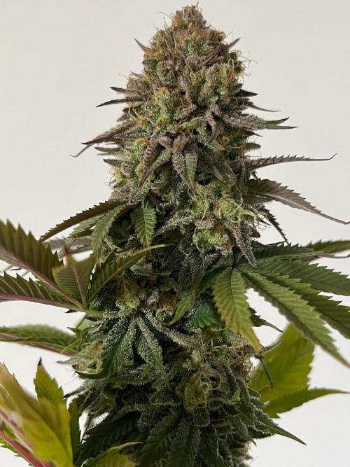 Kannabia OreoZ outdoor/indoor. Week 14