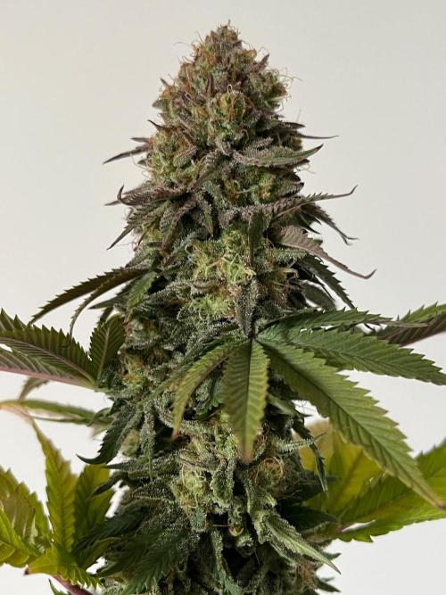 Kannabia OreoZ outdoor/indoor. Week 14