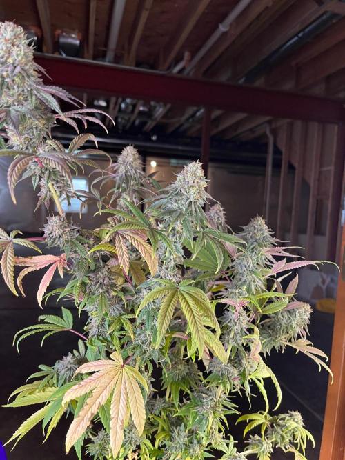 Kannabia OreoZ outdoor/indoor. Week 14