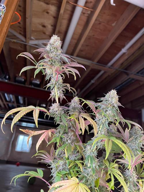 Kannabia OreoZ outdoor/indoor. Week 14