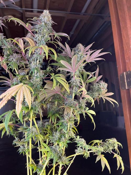 Kannabia OreoZ outdoor/indoor. Week 14
