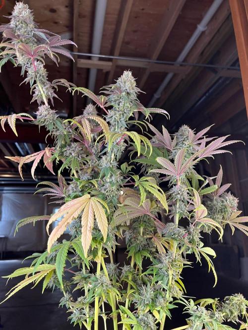 Kannabia OreoZ outdoor/indoor. Week 14