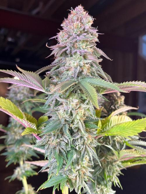 Kannabia OreoZ outdoor/indoor. Week 14