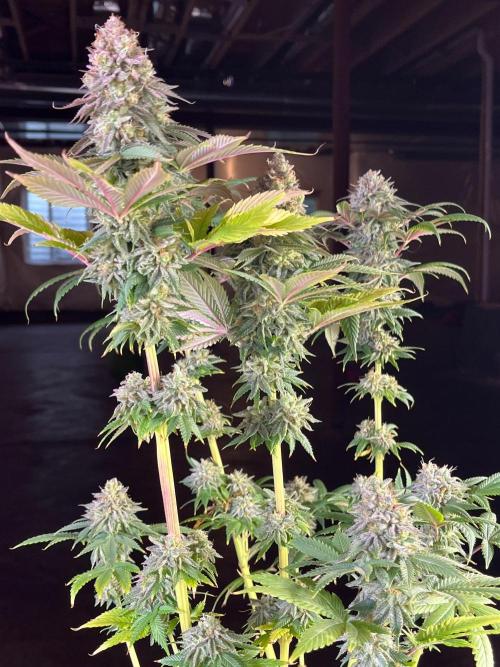 Kannabia OreoZ outdoor/indoor. Week 14
