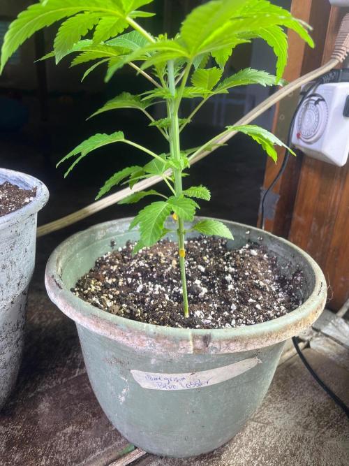Homegrown Cannabis Co RESTART. Week 7