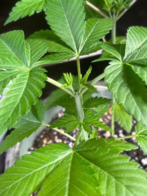 Homegrown Cannabis Co RESTART. Week 7