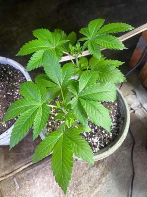 Homegrown Cannabis Co RESTART. Week 7