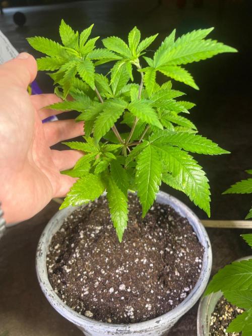 Homegrown Cannabis Co RESTART. Week 7