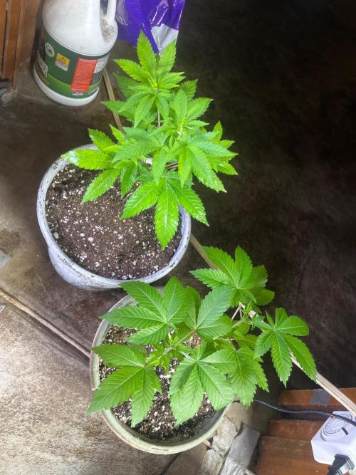 Homegrown Cannabis Co RESTART. Week 7