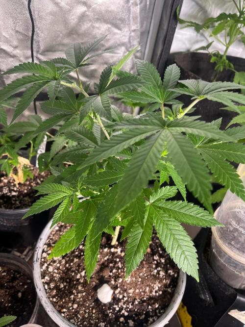 Homegrown Cannabis Co RESTART. Week 8