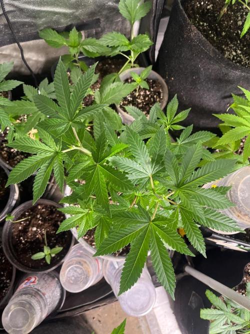 Homegrown Cannabis Co RESTART. Week 8