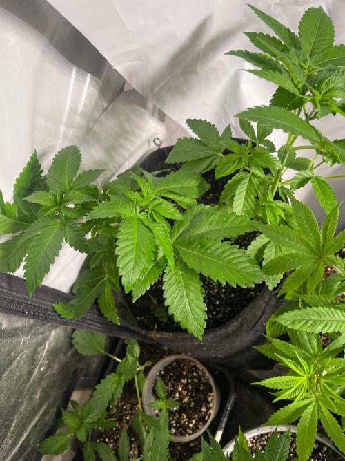 Homegrown Cannabis Co RESTART. Week 8