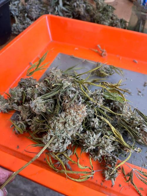 Kannabia OreoZ outdoor/indoor. Week 15