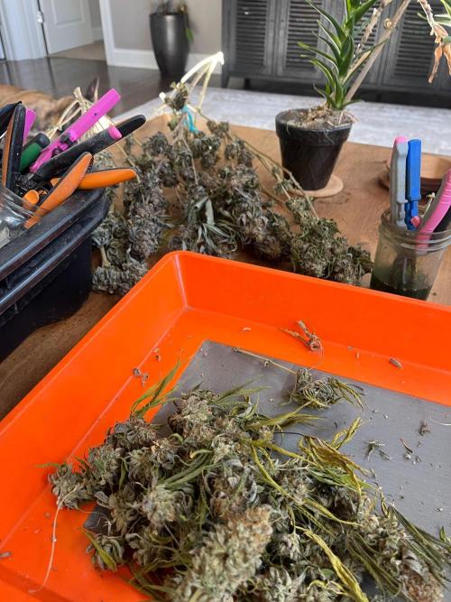 Kannabia OreoZ outdoor/indoor. Week 15