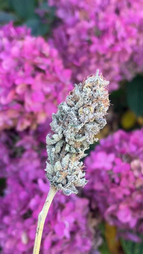 Kannabia OreoZ outdoor/indoor