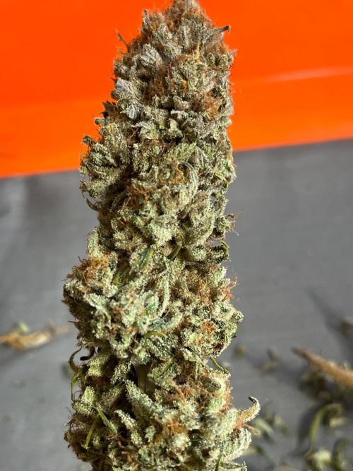 Kannabia OreoZ outdoor/indoor. Week 15