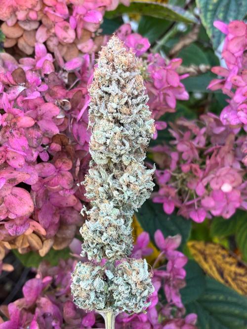 Kannabia OreoZ outdoor/indoor. Week 15