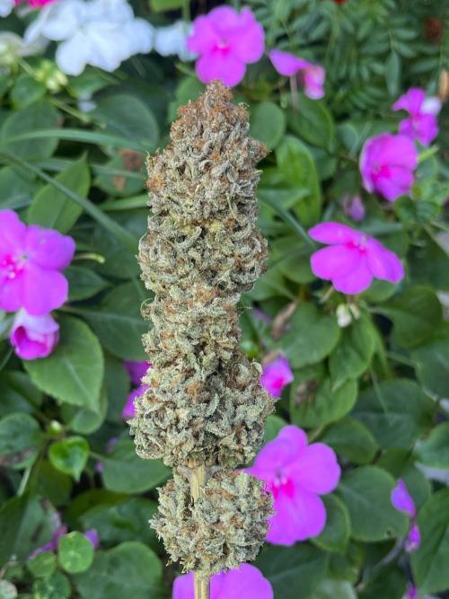 Kannabia OreoZ outdoor/indoor. Week 15