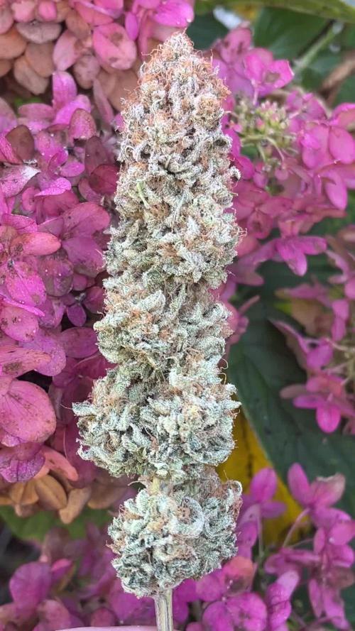 Kannabia OreoZ outdoor/indoor
