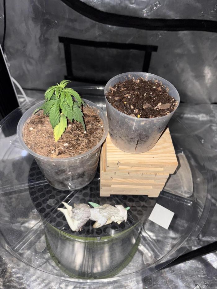 😈 Davy Jone’s Locker 😈. Week 1 - WW (left) Sour G R1 (right)