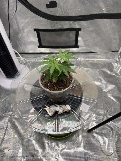 😈 Davy Jone’s Locker 😈. Week 2