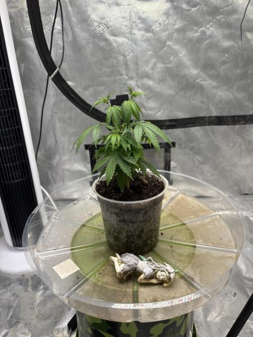 😈 Davy Jone’s Locker 😈. Week 3 - Bucket time soon