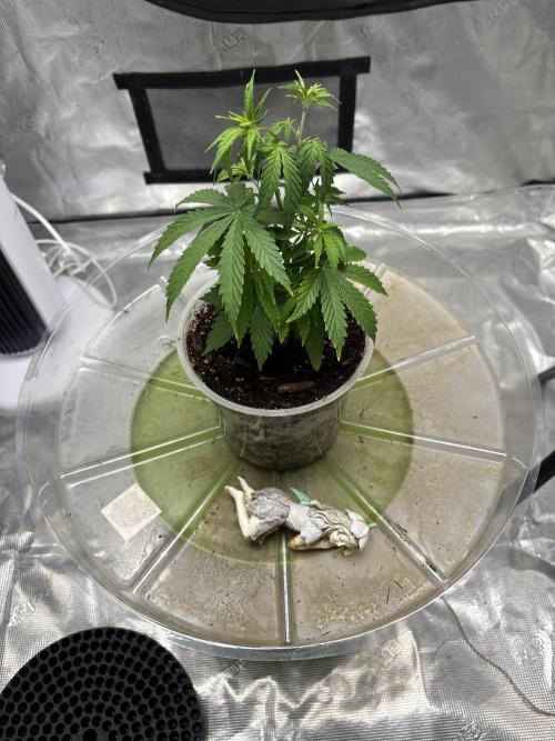 😈 Davy Jone’s Locker 😈. Week 3 - Bucket time soon