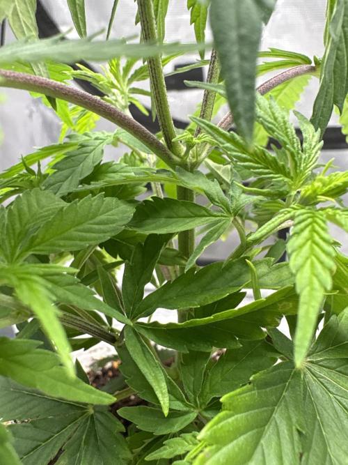 😈 Davy Jone’s Locker 😈. Week 3 - Red stems