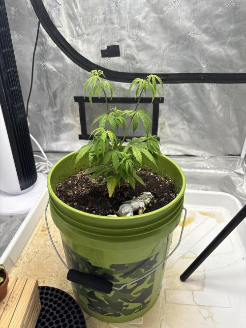 😈 Davy Jone’s Locker 😈. Week 4 - Temps outside are -30F so the humidity is hard to hit. 